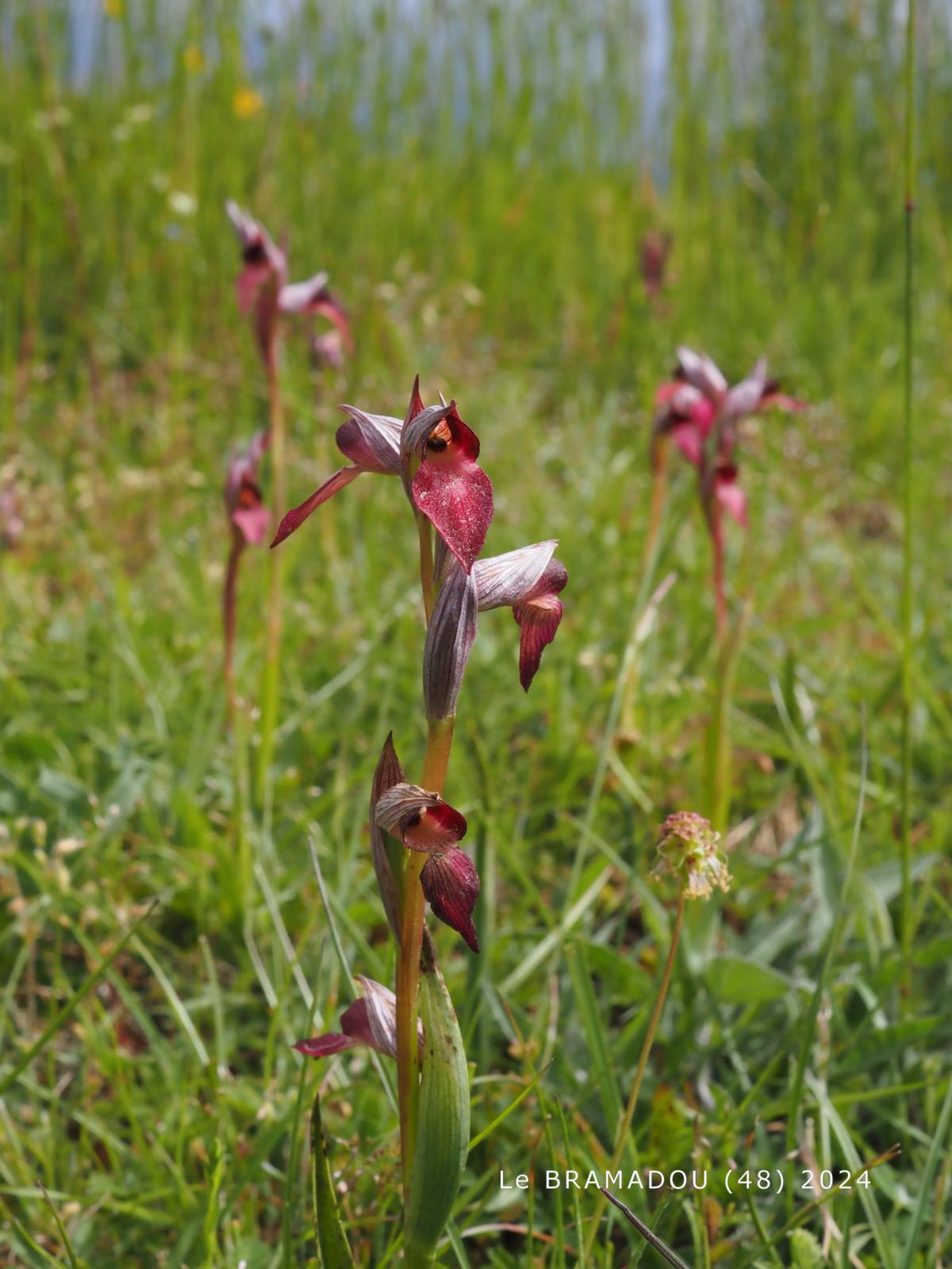 Orchid, Tongue plant